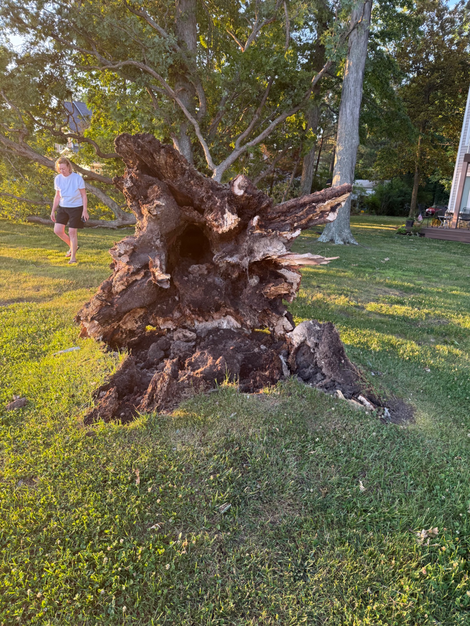 Close view of the uprooted base of a large fallen tree