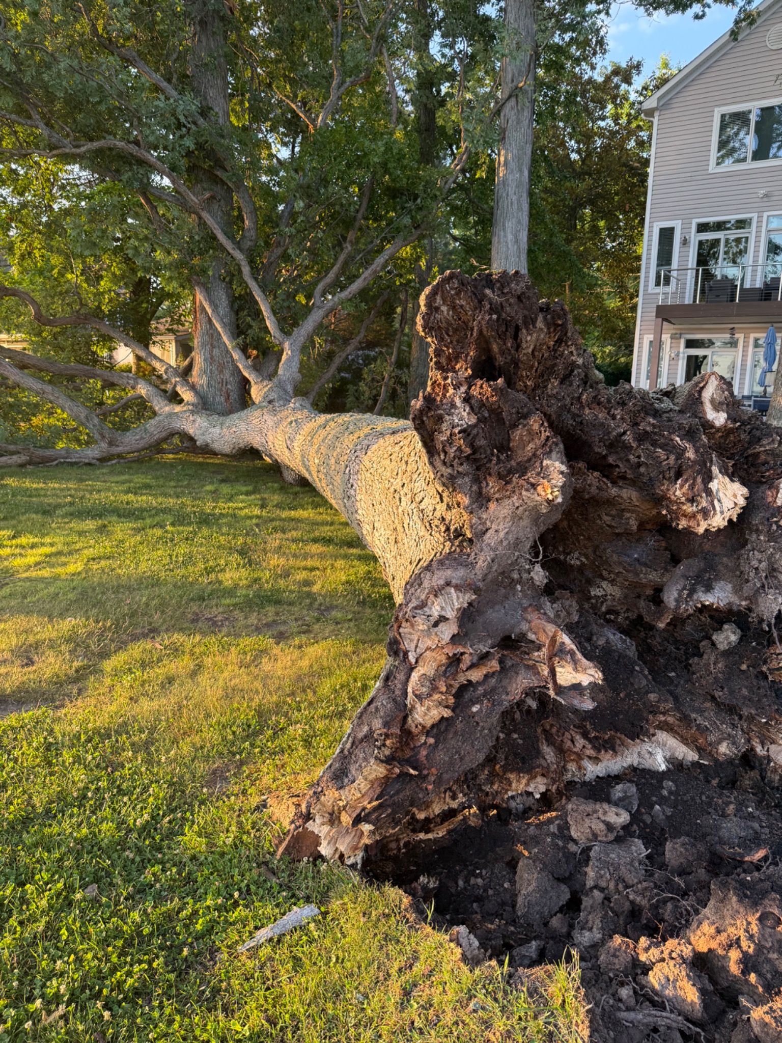 Large uprooted tree lying across a residential yard